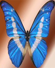 Butterfly 01.Gif