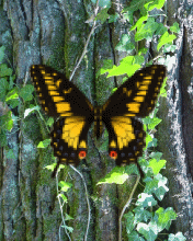 Butterfly 05.Gif